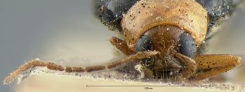 Media type: image; Entomology 18444   Aspect: head frontal view